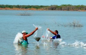 Reprodução de peixes no São Francisco faz reaparecer espécies em risco de extinção