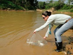 Reprodução de peixes no São Francisco faz reaparecer espécies em risco de extinção