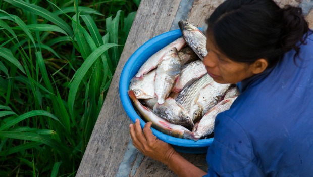 Aprenda como tratar peixes da Amazônia