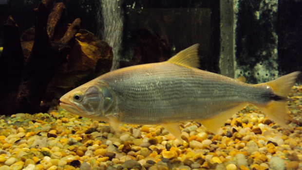 RTEmagicC_peixe_instituto_de_pesca_sp.jpg