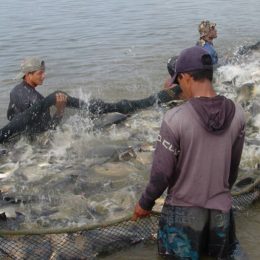 Ruraltins inicia atividades do censo da piscicultura no Estado