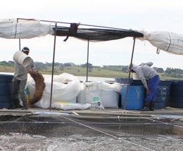 Produção de ração para aquicultura cai 5% no primeiro semestre, diz Sindirações