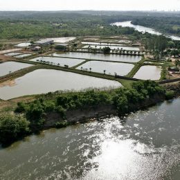 Produção de peixes no Brasil cresce com apoio de pesquisas da Embrapa