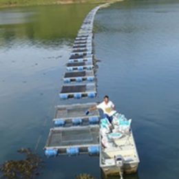 Debate discute produção e mercado de peixes nativos em tanque