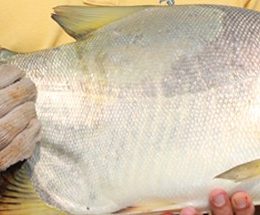 MT e MS iniciam maratona de eventos técnico-comerciais