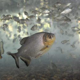 Dia do Pescador: Piscicultura requer maior cuidado com a qualidade de água no inverno