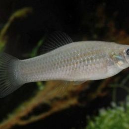 Peixe fêmea da Amazônia se reproduz sem sexo e desafia teoria de extinção da espécie