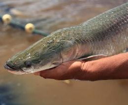 Embrapa apresenta palestras e participa de debate em evento sobre piscicultura - RSS