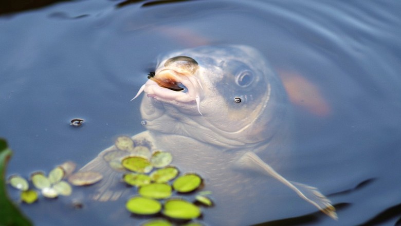 GR Responde: saiba os motivos que mantém os peixes na superfície da