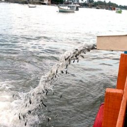 Reprodução de peixes possibilita permanência de espécies no São Francisco