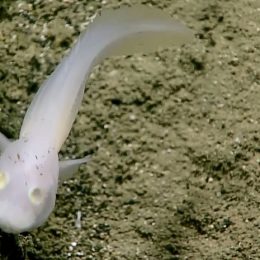 Cientistas encontram peixe jamais visto vivo no Oceano Pacífico