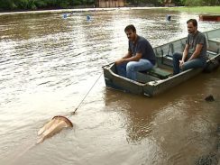Pesquisa acompanha comportamento reprodutivo de peixes no Mogi-Guaçu
