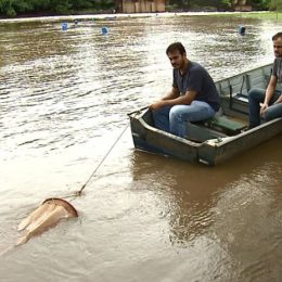 Pesquisa acompanha comportamento reprodutivo de peixes no Mogi-Guaçu