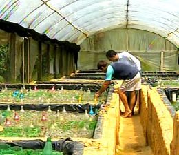 criacao-peixes-ornamentais