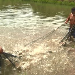 Pesquisadores lançam cartilha para produção familiar de peixes no AM