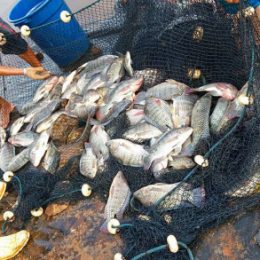 Decreto autoriza produção de peixes exóticos em Mato Grosso