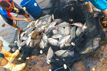 Decreto autoriza produção de peixes exóticos em Mato Grosso