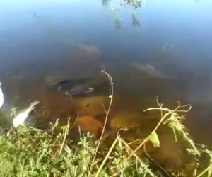 Peixes mortos em baía; morte foi causada provavelmente por decoada - Reprodução