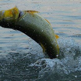 Dez dicas para pescar dourado