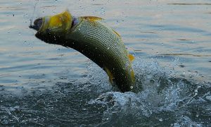 Dez dicas para pescar dourado