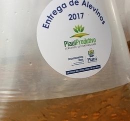 Estado já entregou mais de 1 milhão de alevinos para produção de peixes no Piauí