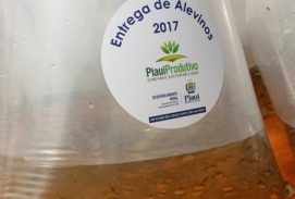 Estado já entregou mais de 1 milhão de alevinos para produção de peixes no Piauí