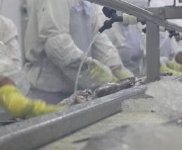 Mapa vai peitar União Europeia e defender aquicultura, diz Abipesca