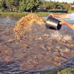 Primeiro Dia de Campo sobre Piscicultura será realizado em Brasnorte