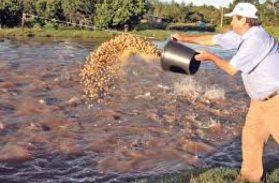 Primeiro Dia de Campo sobre Piscicultura será realizado em Brasnorte