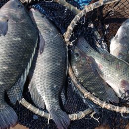 Piscicultura deve crescer entre 10% e 12% neste ano, estima PeixeBR