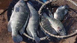 Piscicultura deve crescer entre 10% e 12% neste ano, estima PeixeBR