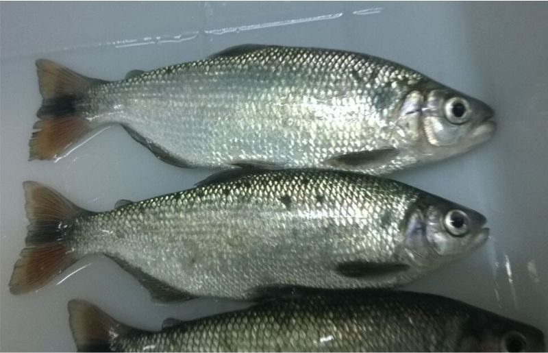 Bioflocos – todas as espécies são aptas?