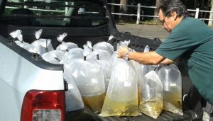 Campanha de Alevinos 2017 segue até 3 de março