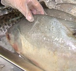 Consumidor deve ficar atento à qualidade do pescado na Semana Santa