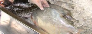 Consumidor deve ficar atento à qualidade do pescado na Semana Santa