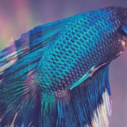 Peixe betta: a espécie que embeleza as águas