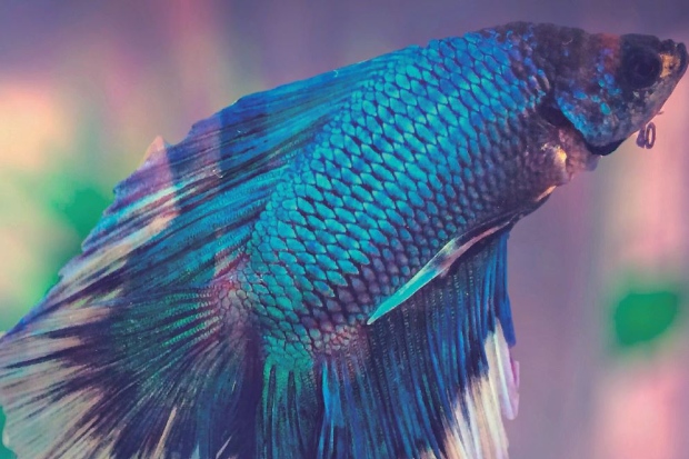Peixe betta: a espécie que embeleza as águas