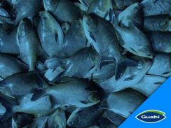 Dietas com ingredientes funcionais previnem doenças sem uso de antibióticos na aquicultura