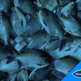 Dietas com ingredientes funcionais previnem doenças sem uso de antibióticos na aquicultura