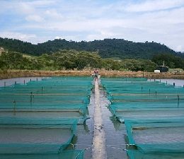 tanque piscicultura