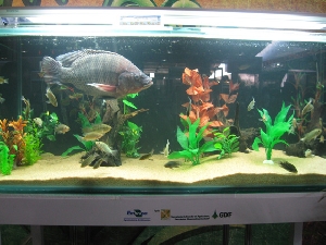 tilapia