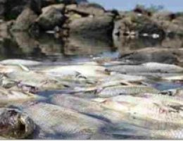 Milhares de Peixes Mortos em Ilha no Rio Tocantins