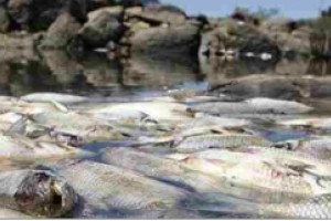 Milhares de Peixes Mortos em Ilha no Rio Tocantins
