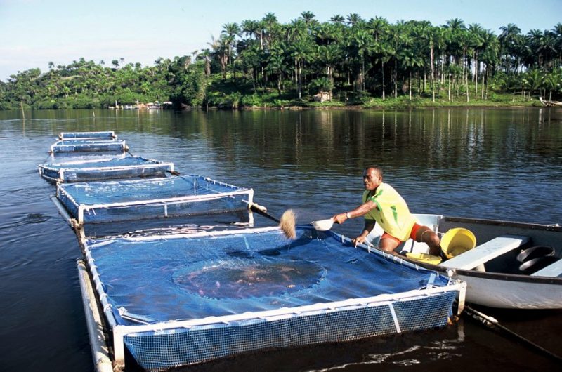 Incentivo à produção integrada de peixes e vegetais está na pauta da CMA