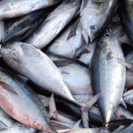 Fiscais fazem operação nacional para combater fraude em pescados