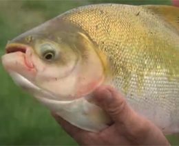 Produção de peixes em cativeiro não para de crescer em Rondônia