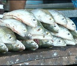 Com o fim do período do defeso, pesca de oito espécies está liberada