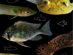 Catálogo sobre os peixes da ESEC Cuniã está disponível na internet