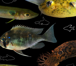 Catálogo sobre os peixes da ESEC Cuniã está disponível na internet