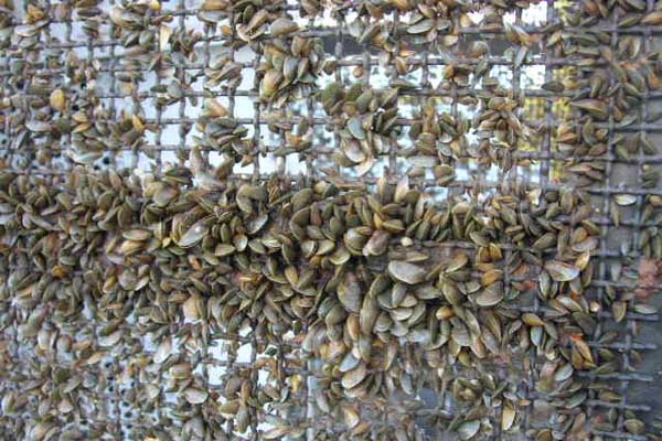 O mexilhão dourado é um molusco bivalve originário da Ásia | foto: IBAMA